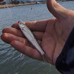 伊庭内湖ホンモロコ釣り